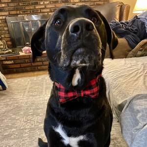 Meet your Posher, Chauncey